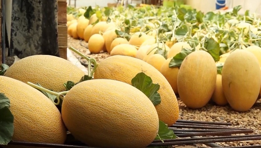 جشنواره خربزه