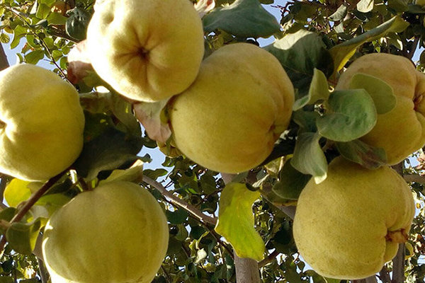 برداشت به ۴۰ درصد کاهش یافت