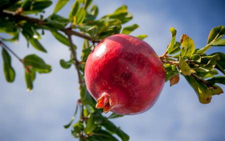 آغاز برداشت 10 هزار تن انار در نطنز