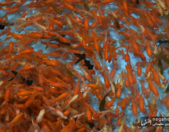 حال و هوای نوروزی در شاهین شهر