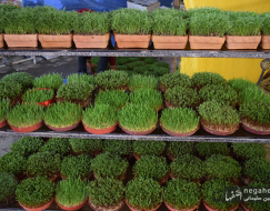 حال و هوای نوروزی در شاهین شهر