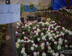 حال و هوای نوروزی در شاهین شهر