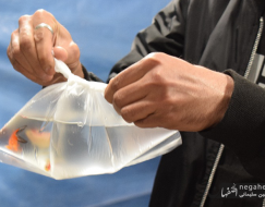 حال و هوای نوروزی در شاهین شهر