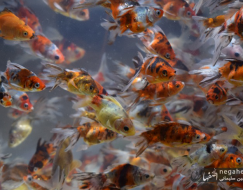 حال و هوای نوروزی در شاهین شهر